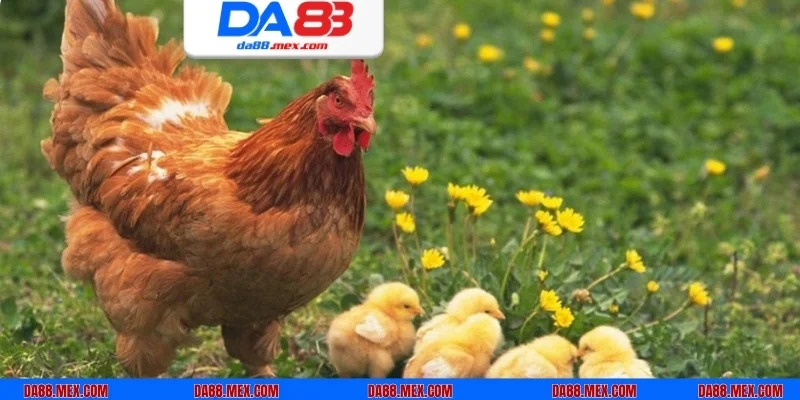 Khám phá những bí ẩn đằng sau giấc mơ thấy gà